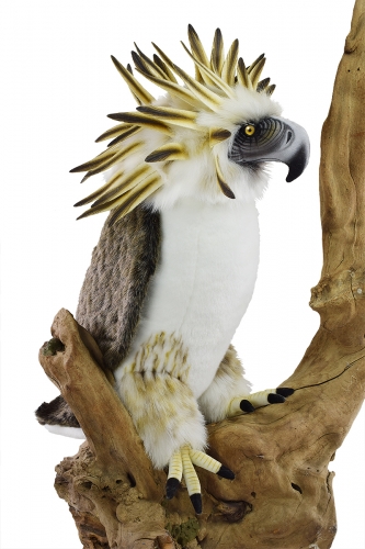 Philippinischer Adler 50 cm (Affenadler)